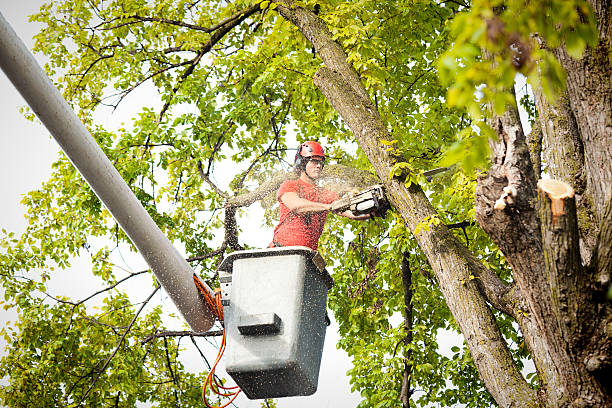 Reliable Oconto Falls, WI Tree Services Solutions