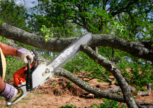 Best Utility Line Clearance  in Oconto Falls, WI